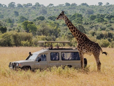 popular Uganda safari 